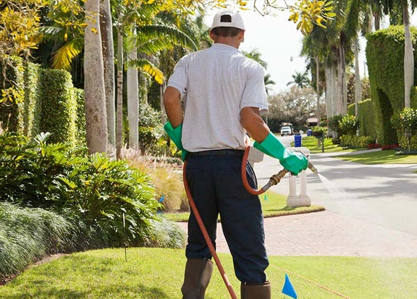 About Safford AZ Pest Control